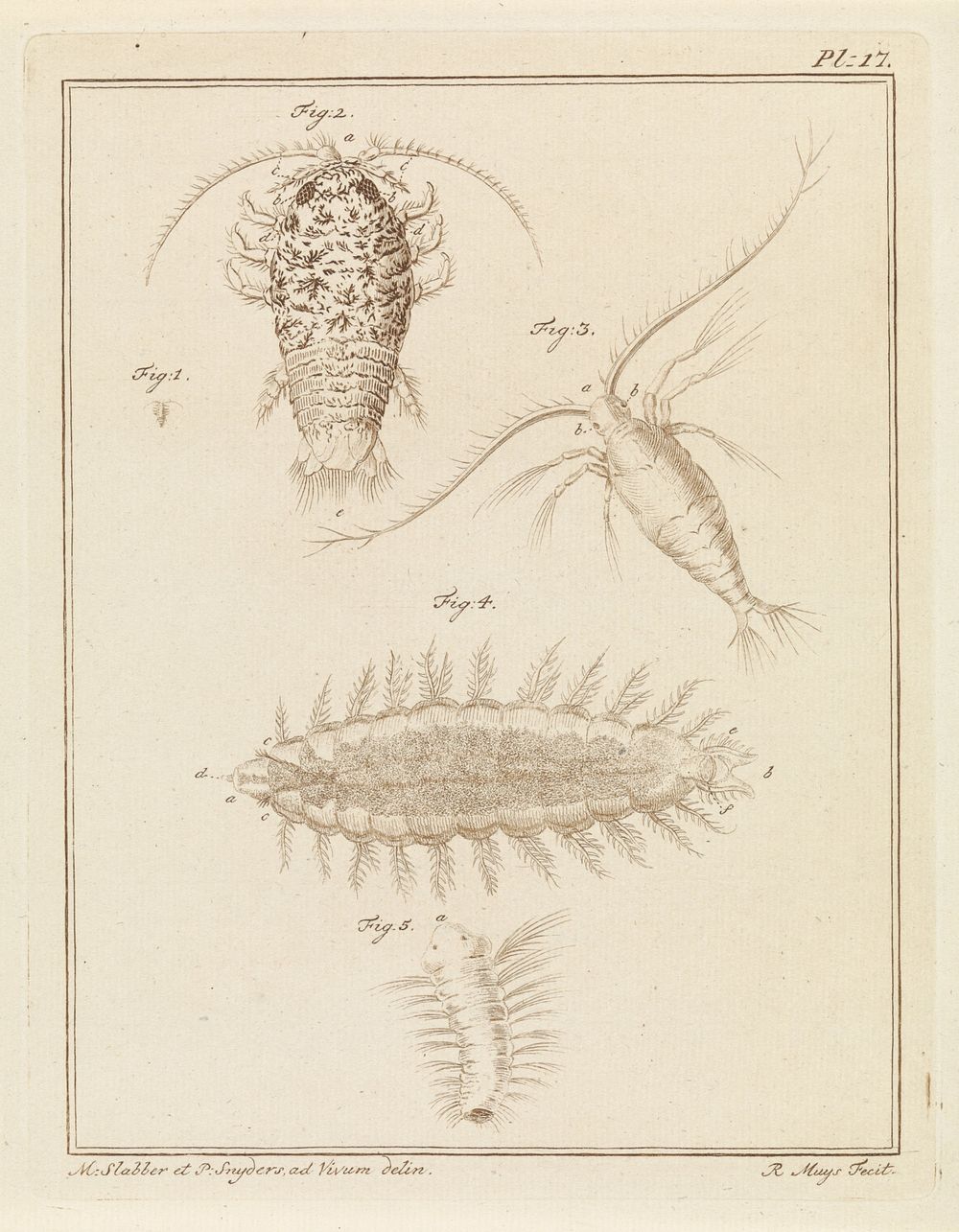 Agaatpissebed, copepode en borstelworm (1778) by Robbert Muys, Martinus Slabber and P Snijders