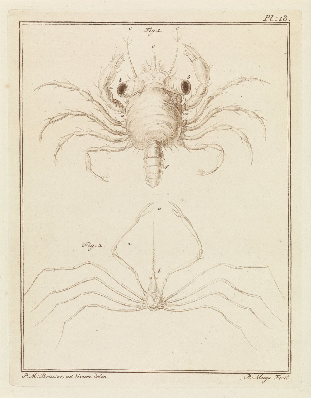 Strandkrab en een pijlkrabbensoort (1778) by Robbert Muys and P M Brasser