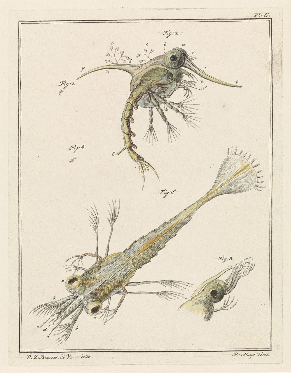 Twee ontwikkelingsstadia van de strandkrab larve (1778) by Robbert Muys and P M Brasser