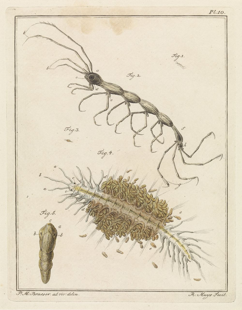 Teringlijdertje en een borstelworm (1778) by Robbert Muys and P M Brasser