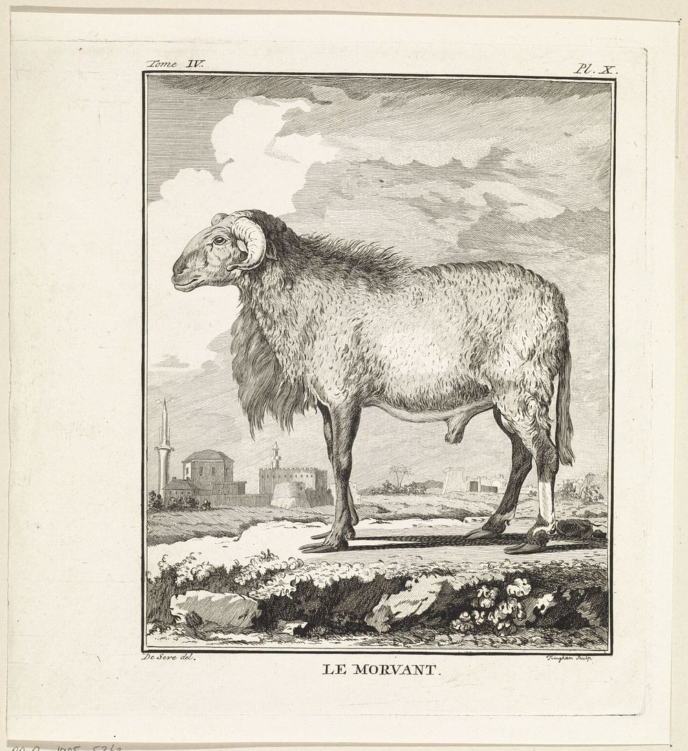 Ram (1773) by W Tringham, Jacques de Sève and Jean Herman Schneider