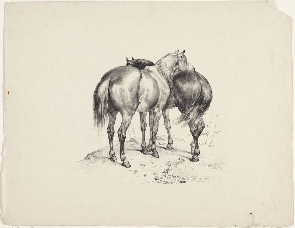 Twee paarden van achteren gezien (1822 - 1845) by anonymous, Hilmar Johannes Backer and Hilmar Johannes Backer