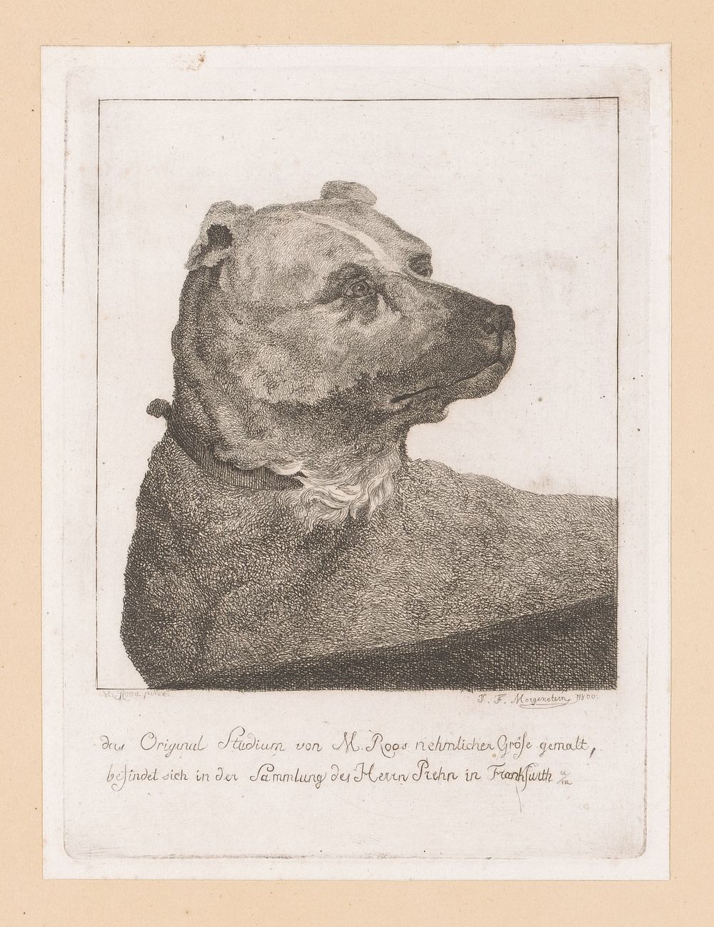 Kop van een hond (1800) by Johann Friedrich Morgenstern and Johann Heinrich Roos