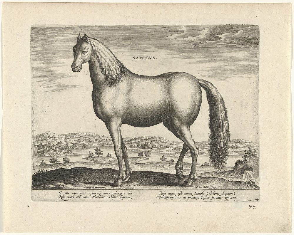 Hengst uit Anatolië (c. 1583 - c. 1587) by Adriaen Collaert, Jan van der Straet and Philips Galle