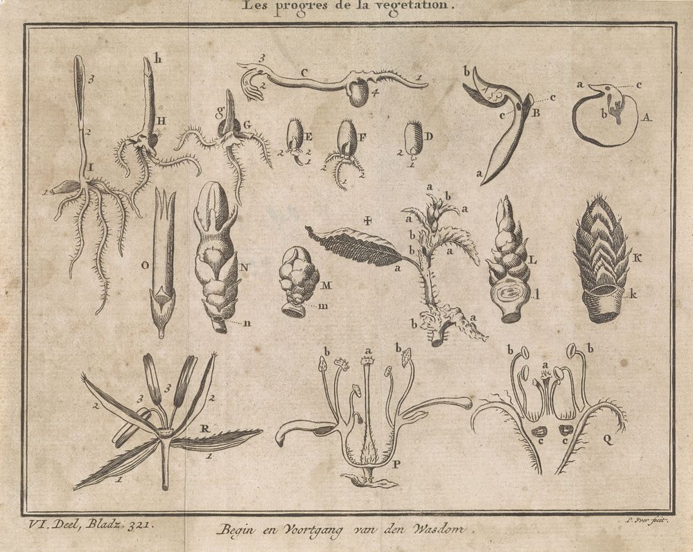Groei van planten en bloemen (1722 - 1782) by Pieter Yver