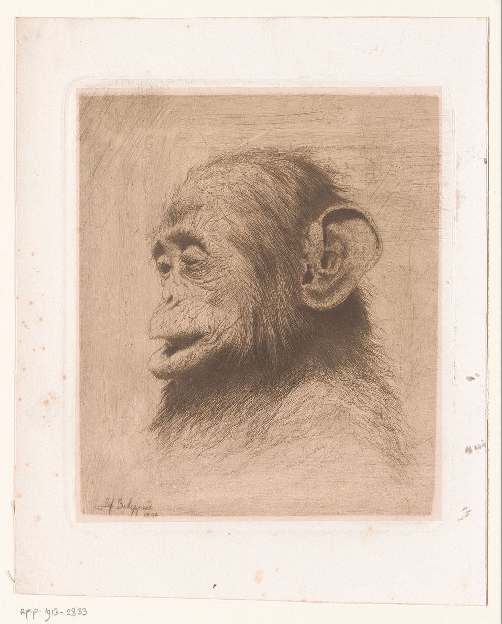 Kop van een jonge chimpansee (1894) by Joseph Schippers