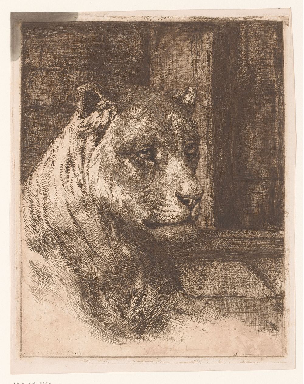 Kop van een liggende leeuwin (1878 - 1913) by Joseph Schippers