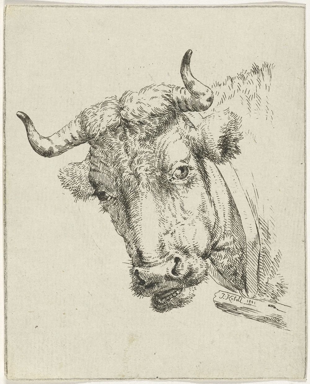 Koeienkop (1801) by Jan Kobell II