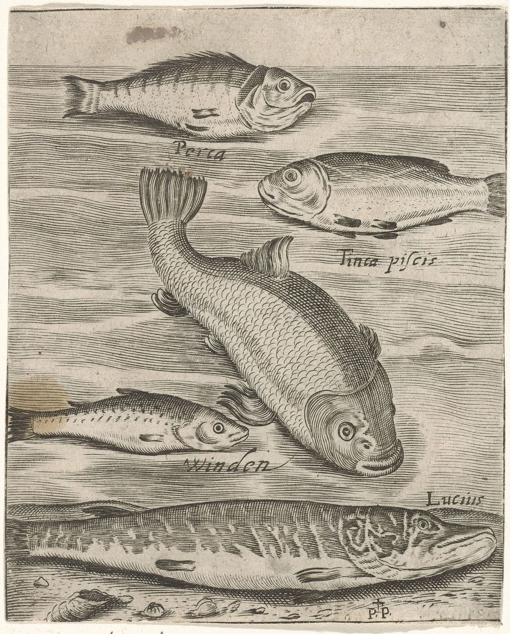 Studieblad met vijf vissen (1574 - 1687) by Monogrammist P P, Crispijn van de Passe I and Adriaen Collaert