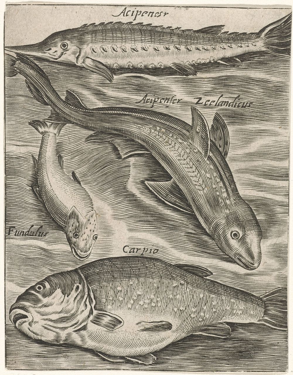 Studieblad met vissen (1574 - 1687) by Monogrammist P P, Crispijn van de Passe I and Adriaen Collaert