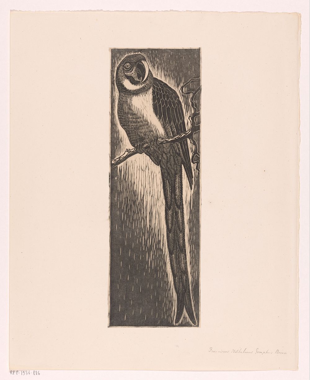 Papegaai zittend op tak (1901 - 1936) by Frans Bosen