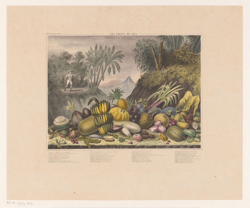 Javaanse fruitsoorten (1847 - 1865) by J Schnell, J Schnell and Koninklijke Nederlandse Steendrukkerij van C W Mieling