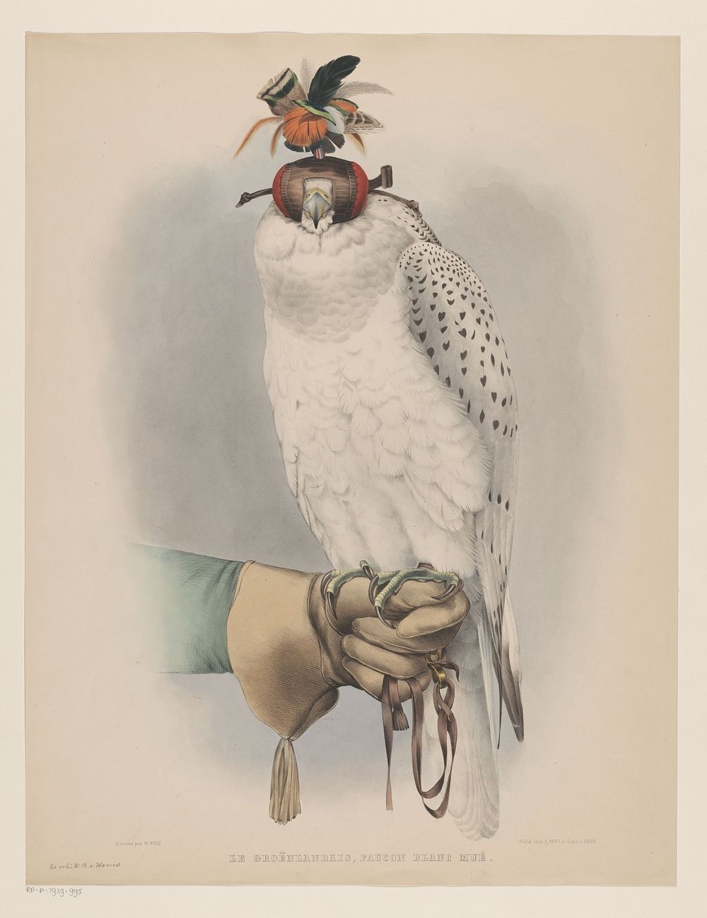 Witte Groenlandse valk (in or before 1844 - 1853) by Willem Bastiaan van Wouw, Joseph Wolf and August Arnz and Co