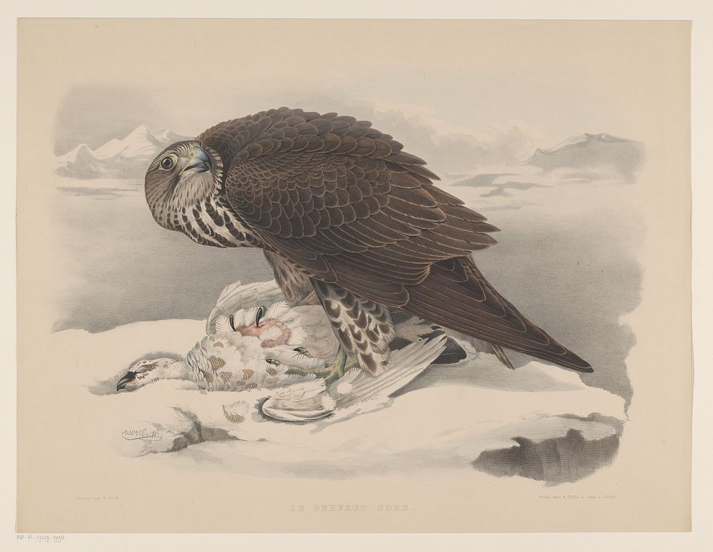 Giervalk met sneeuwhoen (in or before 1844 - 1853) by Willem Bastiaan van Wouw, Joseph Wolf and August Arnz and Co