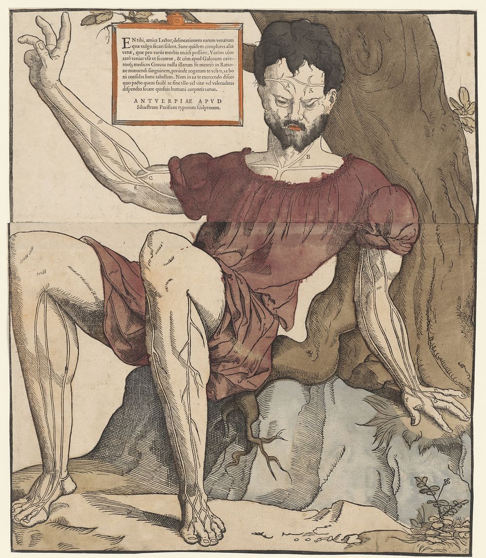 De aderen van het menselijk lichaam (1530 - 1553) by Cornelis Anthonisz, Sylvester van Parijs and Sylvester van Parijs