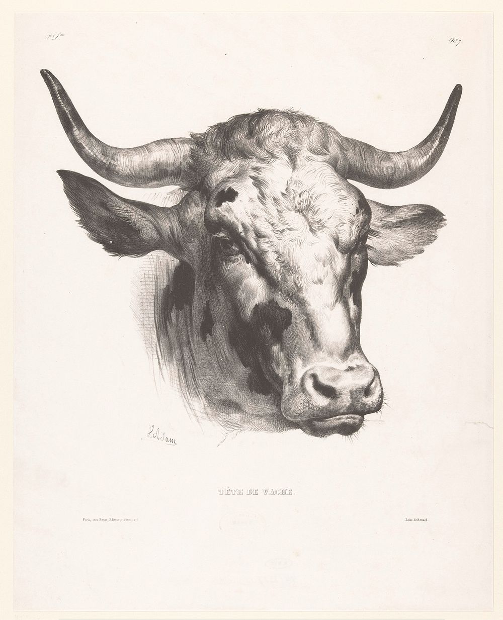 Kop van een koe (1832 - 1836) by Victor Adam, Jean François Benard and Balthazar Bance