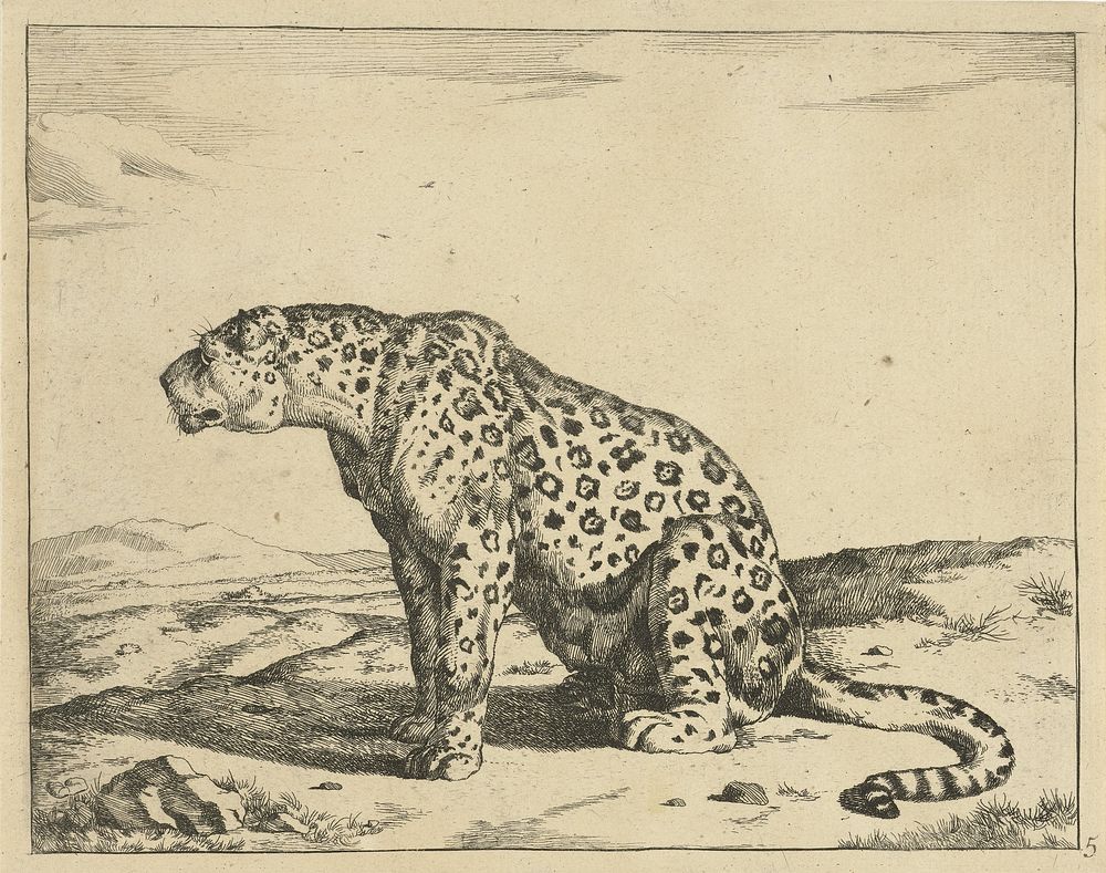 Luipaard zittend op achterpoten, naar links (1728 - c. 1761) by Marcus de Bye and Paulus Potter
