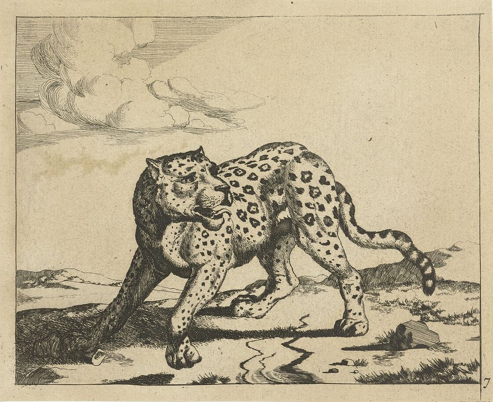 Luipaard, staand naar links, de kop naar rechts (1728 - c. 1761) by Marcus de Bye and Paulus Potter