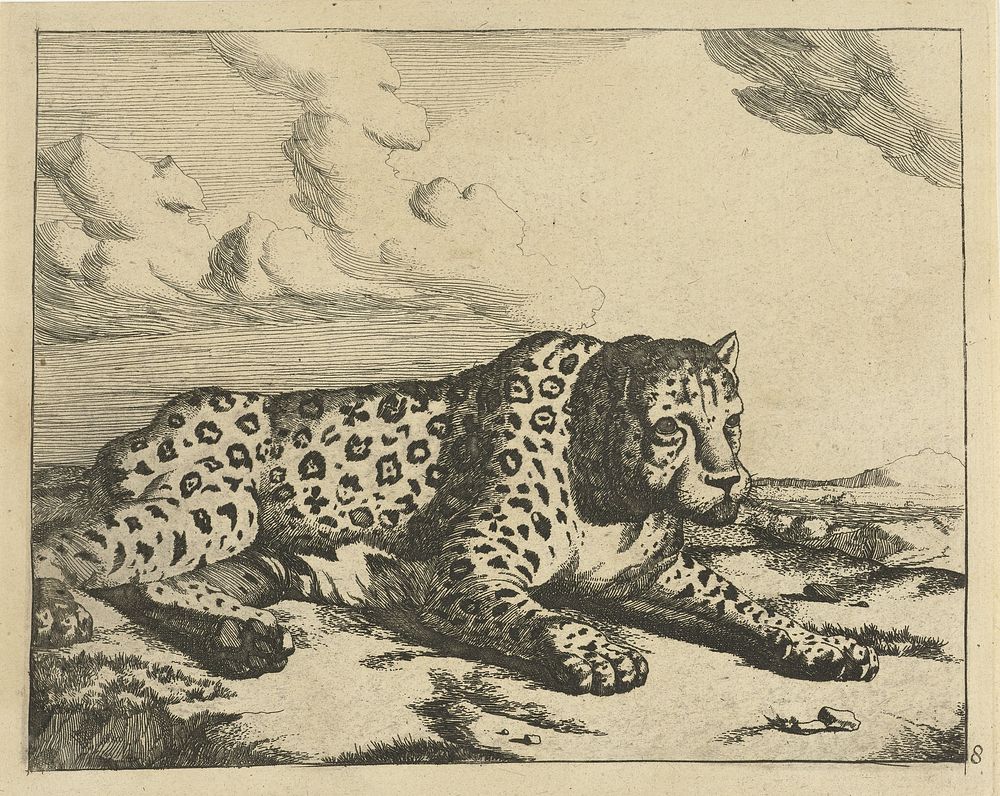 Luipaard liggend naar rechts, de poten naar de aanschouwer (1728 - c. 1761) by Marcus de Bye and Paulus Potter