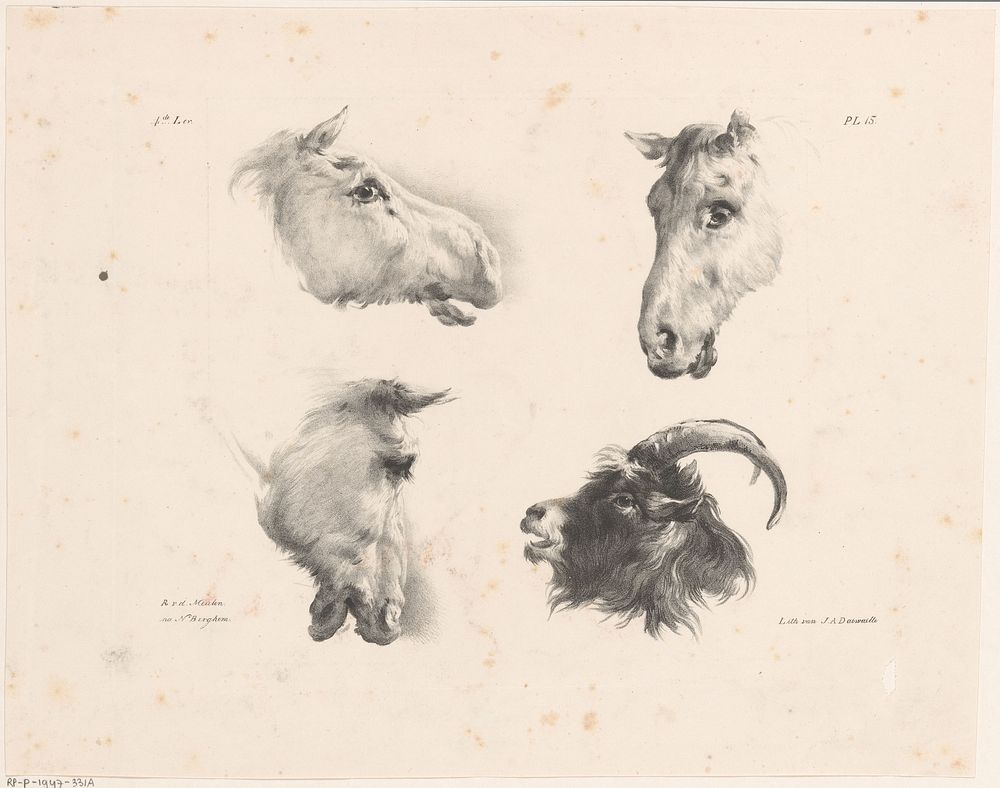 Drie paardenhoofden en een geitenkop (1820 - 1833) by Roelof van der Meulen, Nicolaes Pietersz Berchem and Jean Augustin…