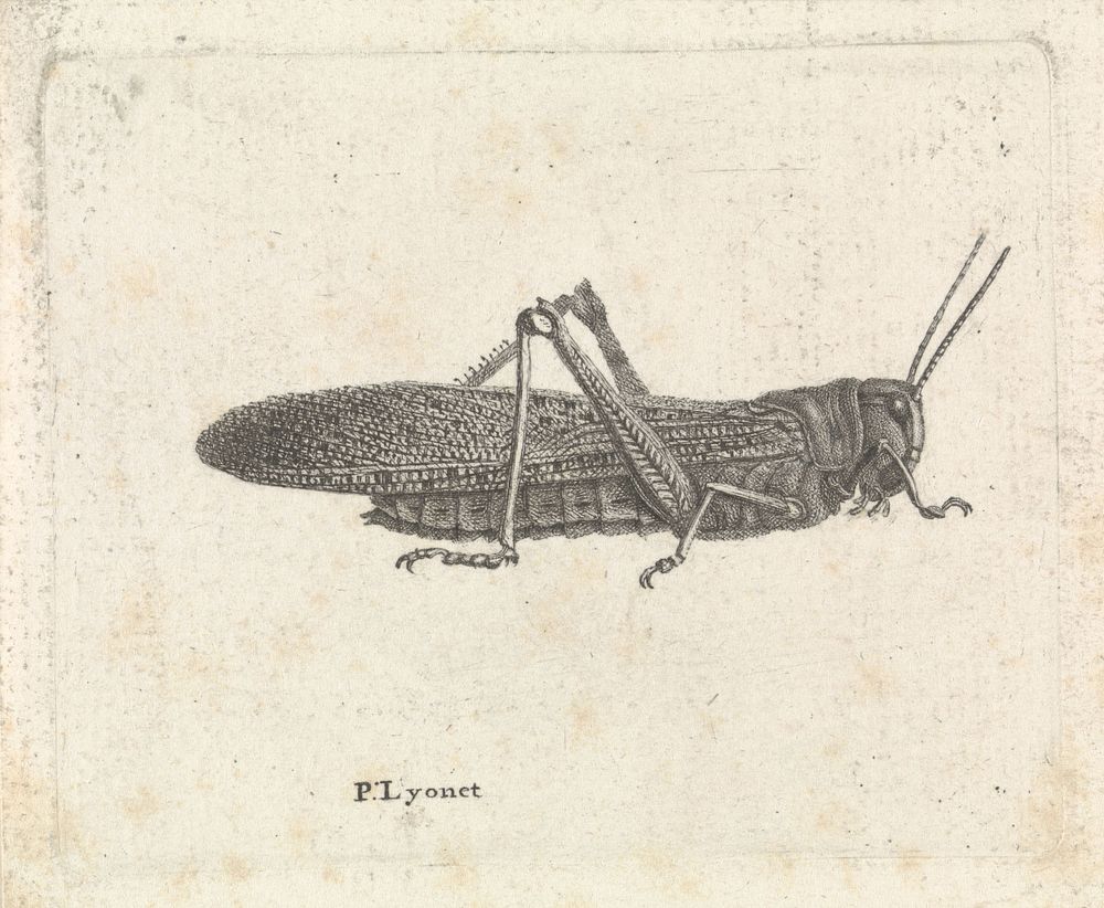 Sprinkhaan (1716 - 1789) by Pieter Lyonet