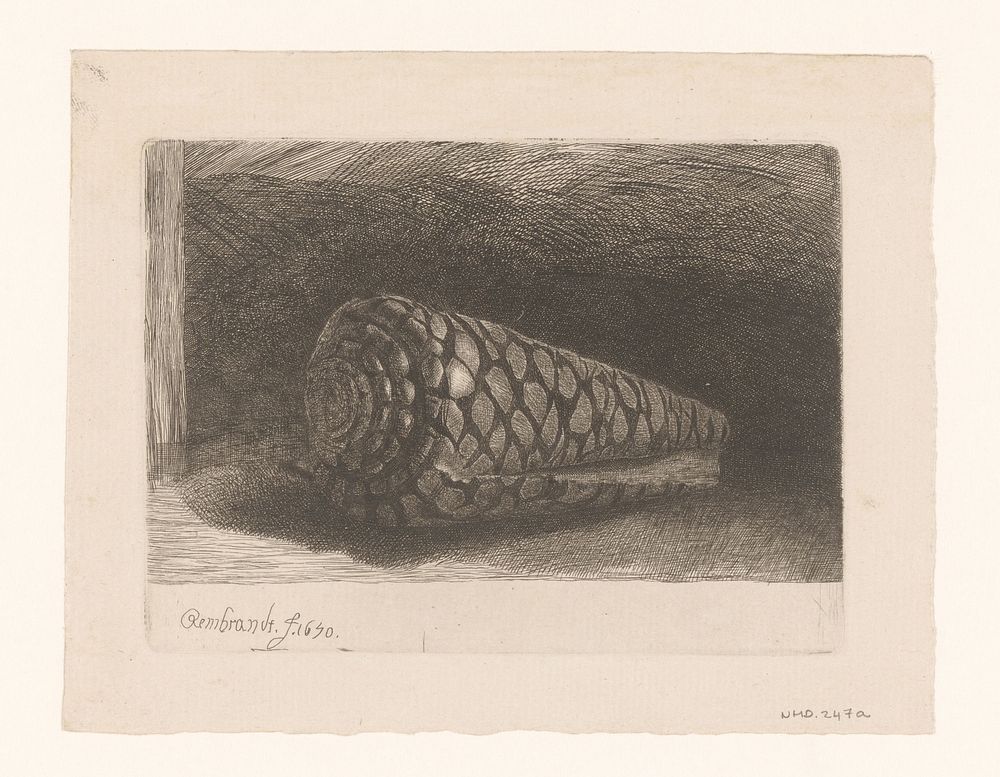 The shell (1700 - 1758) by George Bickham II and Rembrandt van Rijn