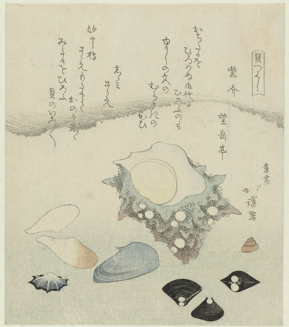 Paarse schelp, zoetwater venusschelpjes en een tulbandschelp (1821) by Totoya Hokkei and Bôgakutei