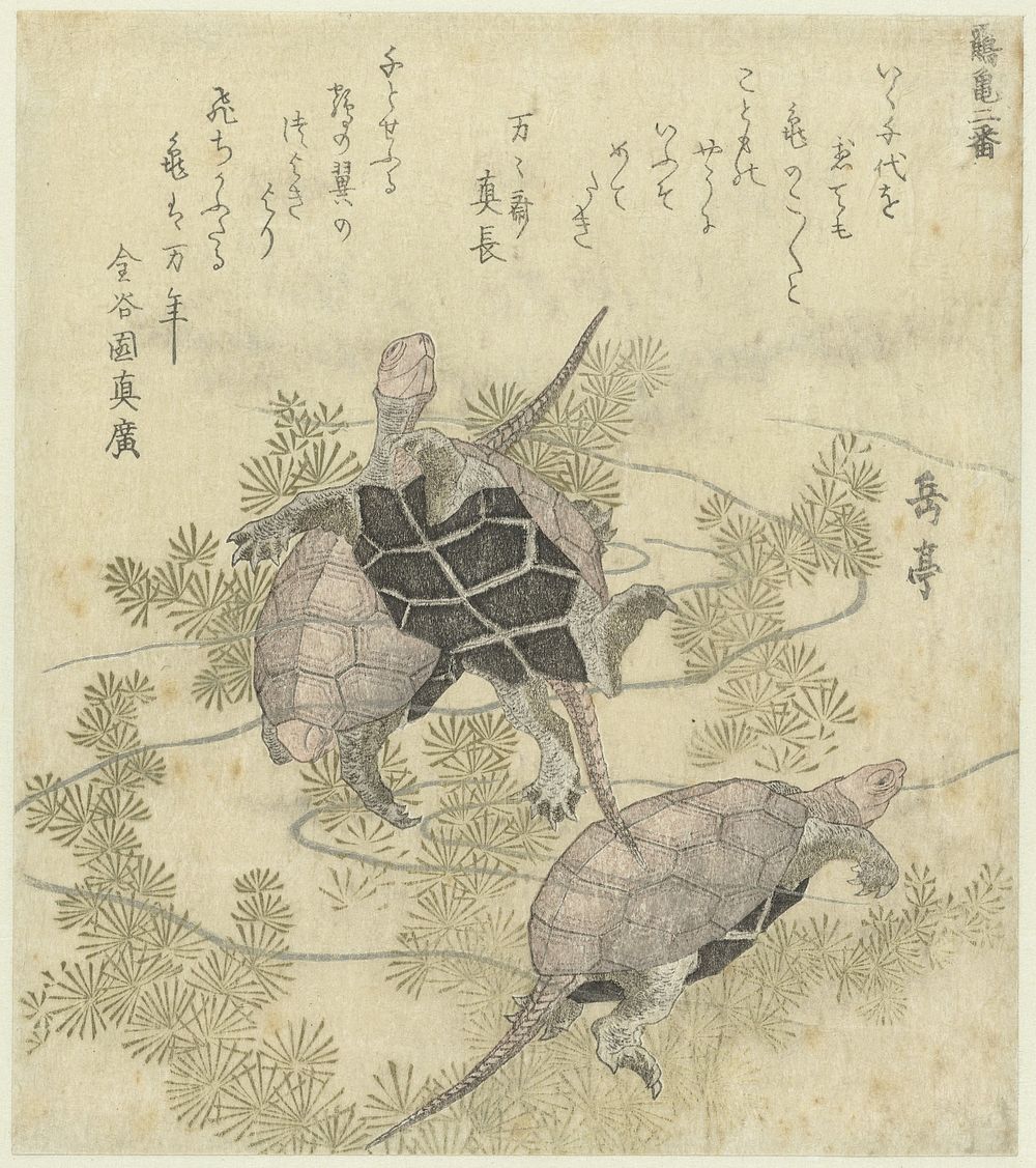 Drie schildpadden tussen waterplanten (c. 1819) by Yashima Gakutei and Kinkokuen Mahiro