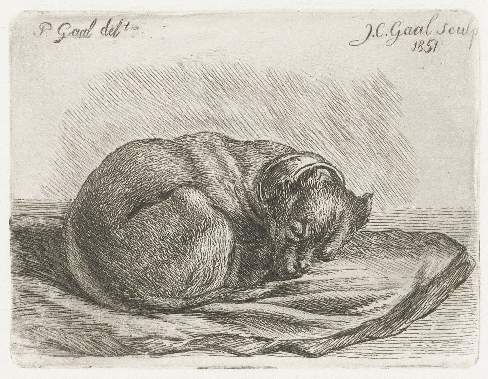 Slapende hond, liggend op een deken (1851) by Jacobus Cornelis Gaal and Pieter Gaal