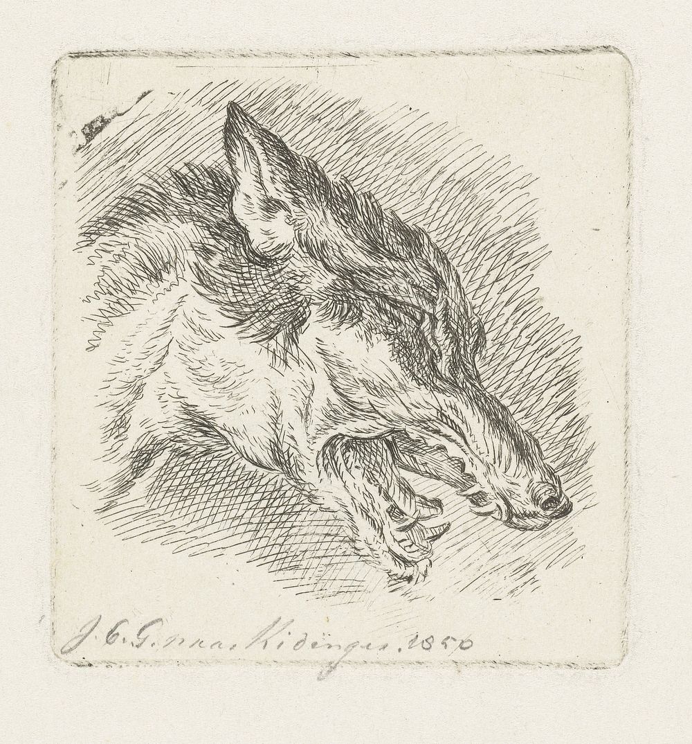 Kop van een wolf met open bek (1850) by Jacobus Cornelis Gaal and Johann Elias Ridinger