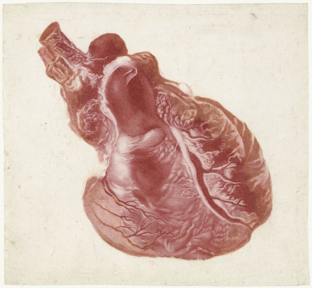 Prints of the Brain and the Heart (1700 - 1750) by Jan l Admiral and Jacob Christof Le Blon