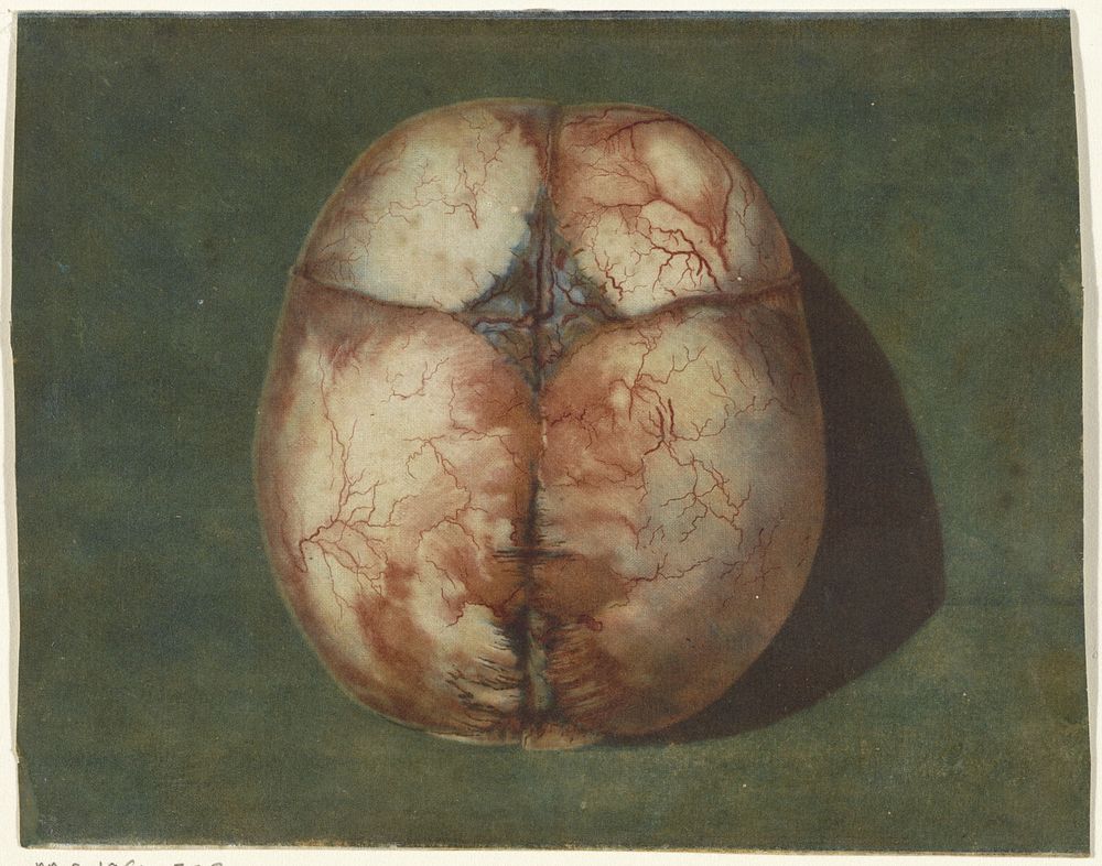 Anatomische studie van de schedel van een onvoldragen kindje (1733 - 1738) by Jan l Admiral
