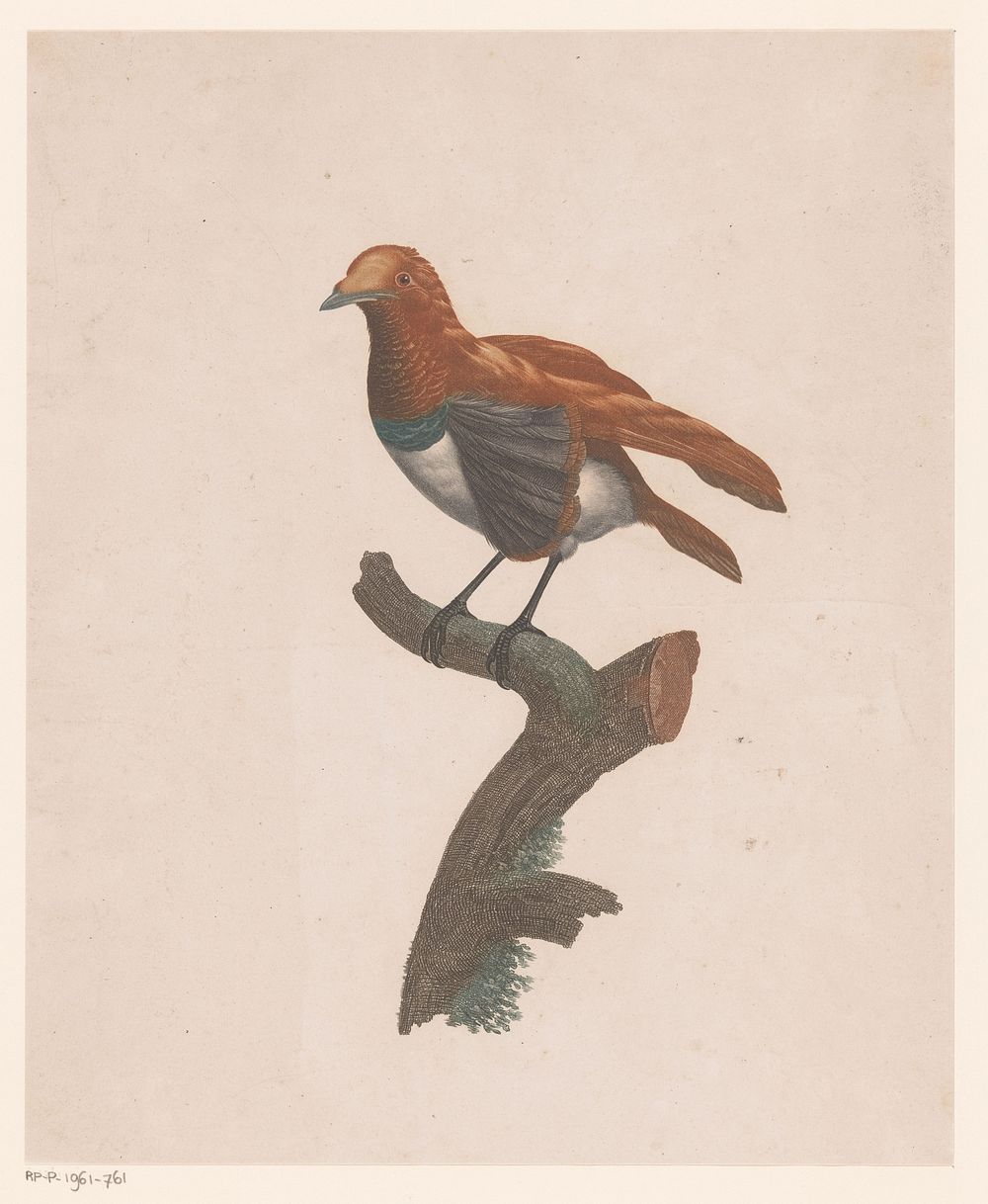 Vogel op een tak (1801 - 1806) by Jacques Louis Pérée, Philippe Denné and Charles Frédéric Perlet