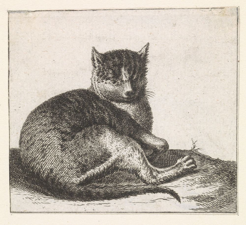 Liggende poes (1617 - 1731) by anonymous and Cornelis Saftleven