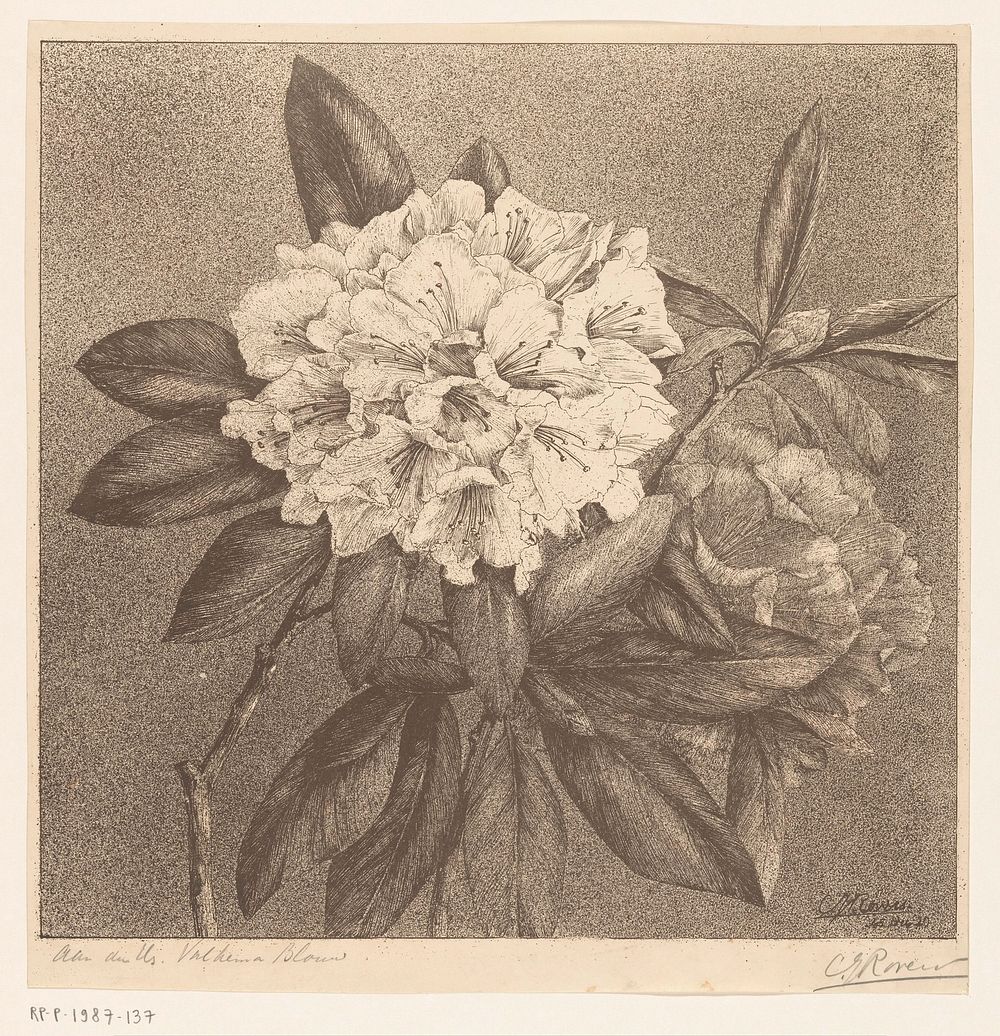 Rododendron (1920) by C J Rovers