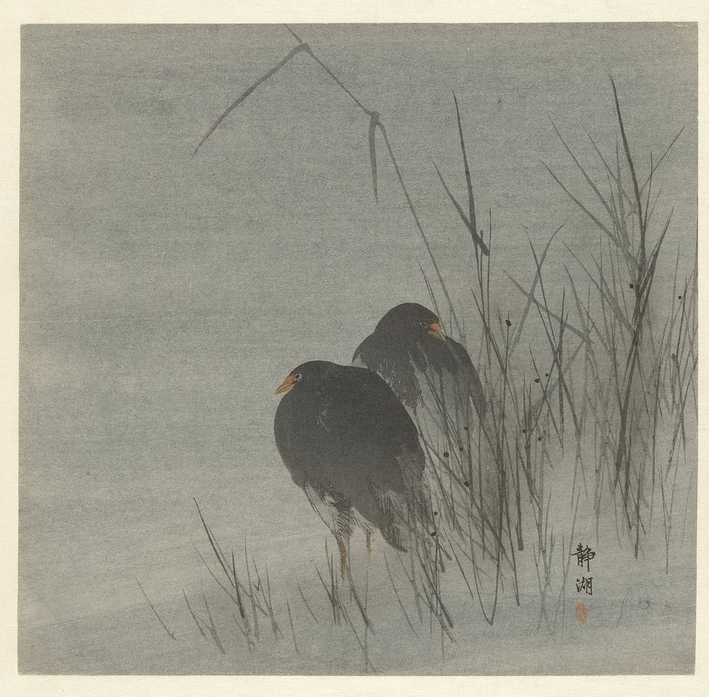 Twee meerkoeten tussen riet (1900 - 1910) by Okuhara Seiko