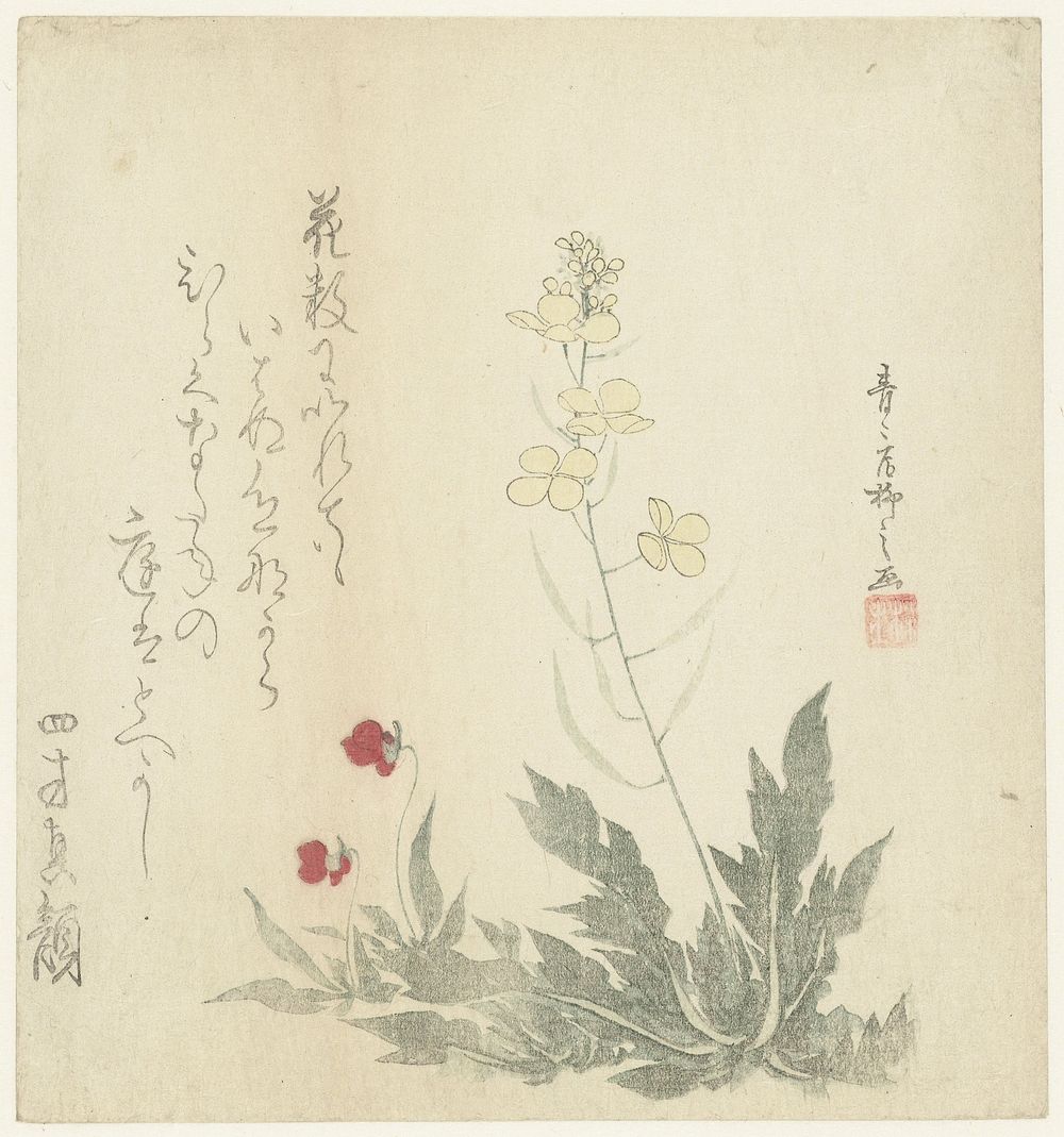 Flowering Plants (c. 1800 - c. 1810) by Seiseikyo Ryûshi and Haikai Utaba