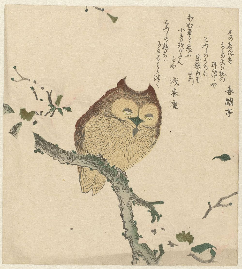 Owl on a Magnolia Branch (c. 1890 - c. 1900) by Kubota Shunman, Shunchôtei and Senshunan
