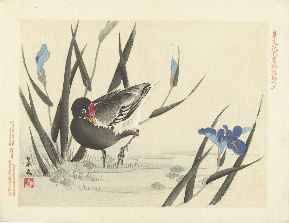 Meerkoet tussen blauwe irissen (1892) by Matsumura Keibun, Aoki Kôsaburô and Aoki Kôsaburô