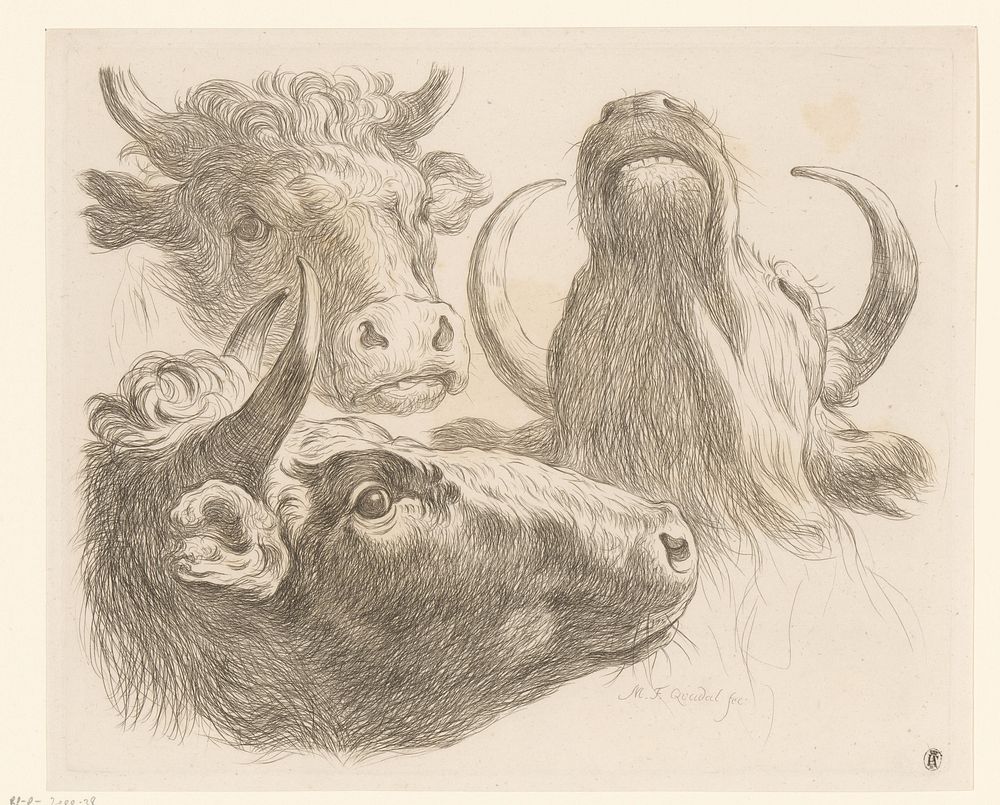 Drie koeienkoppen (1793) by Martin Ferdinand Quadal and Martin Ferdinand Quadal
