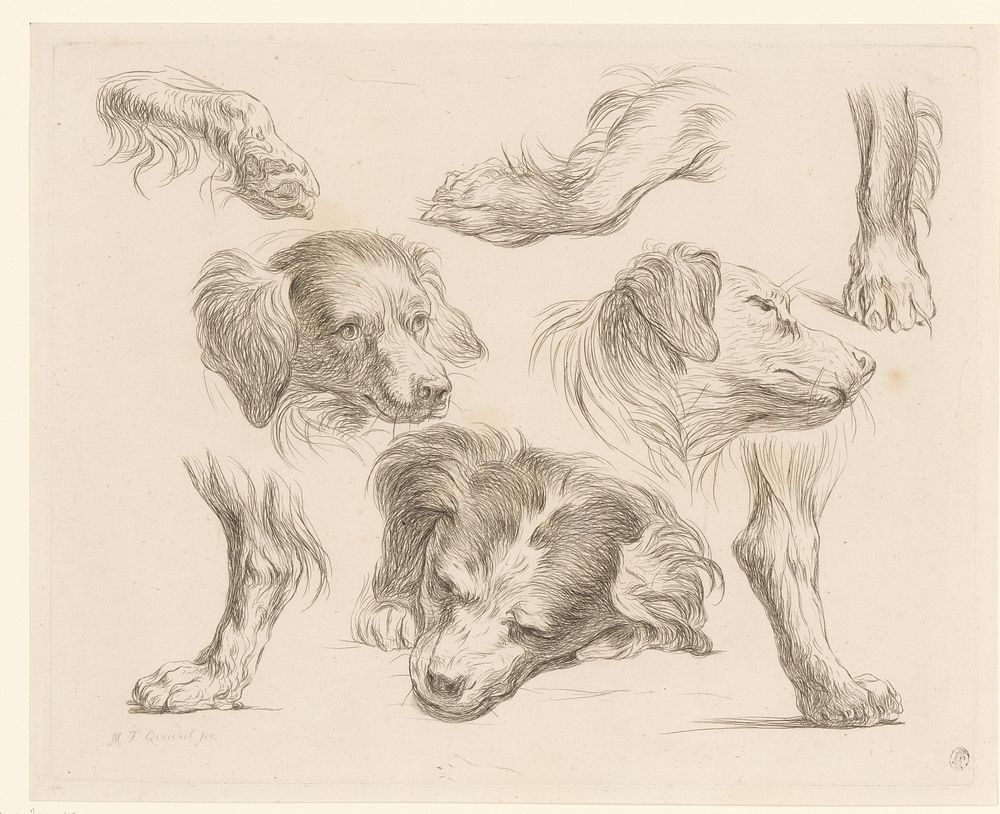 Drie hondenkoppen en -poten (1793) by Martin Ferdinand Quadal and Martin Ferdinand Quadal