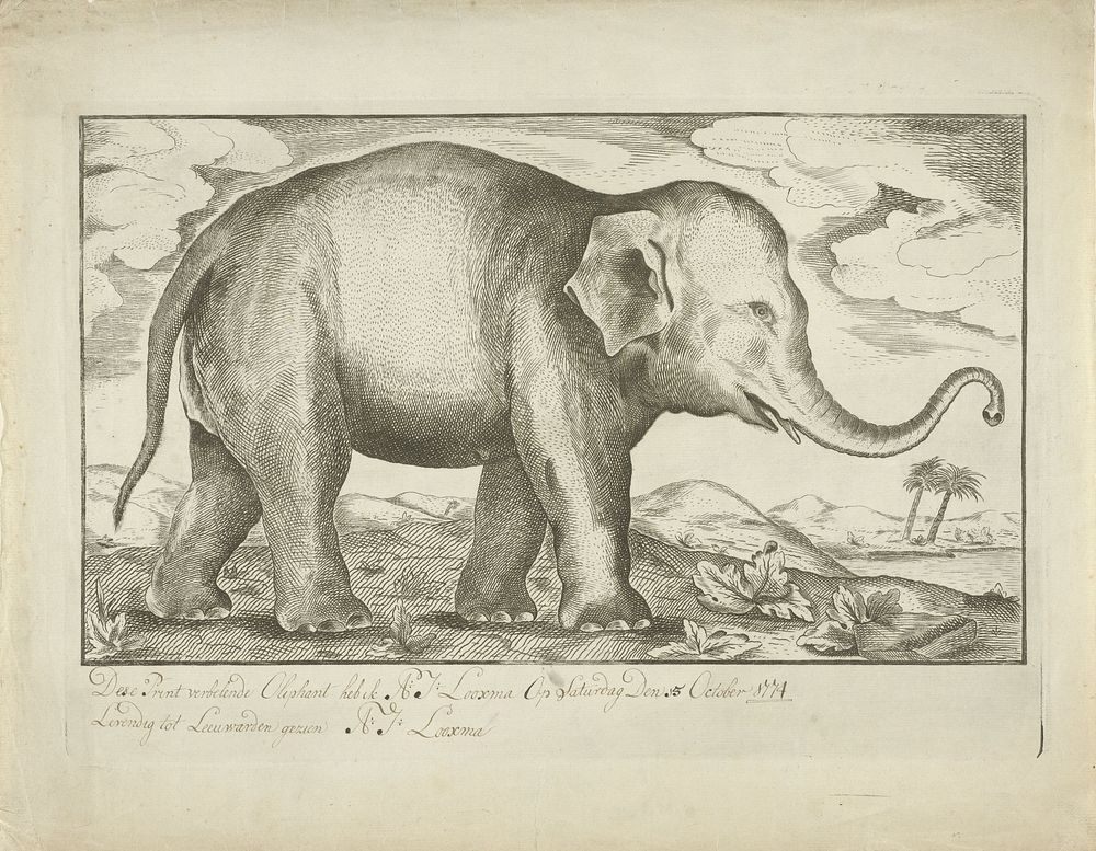 Olifant (1774) by A J Looxma