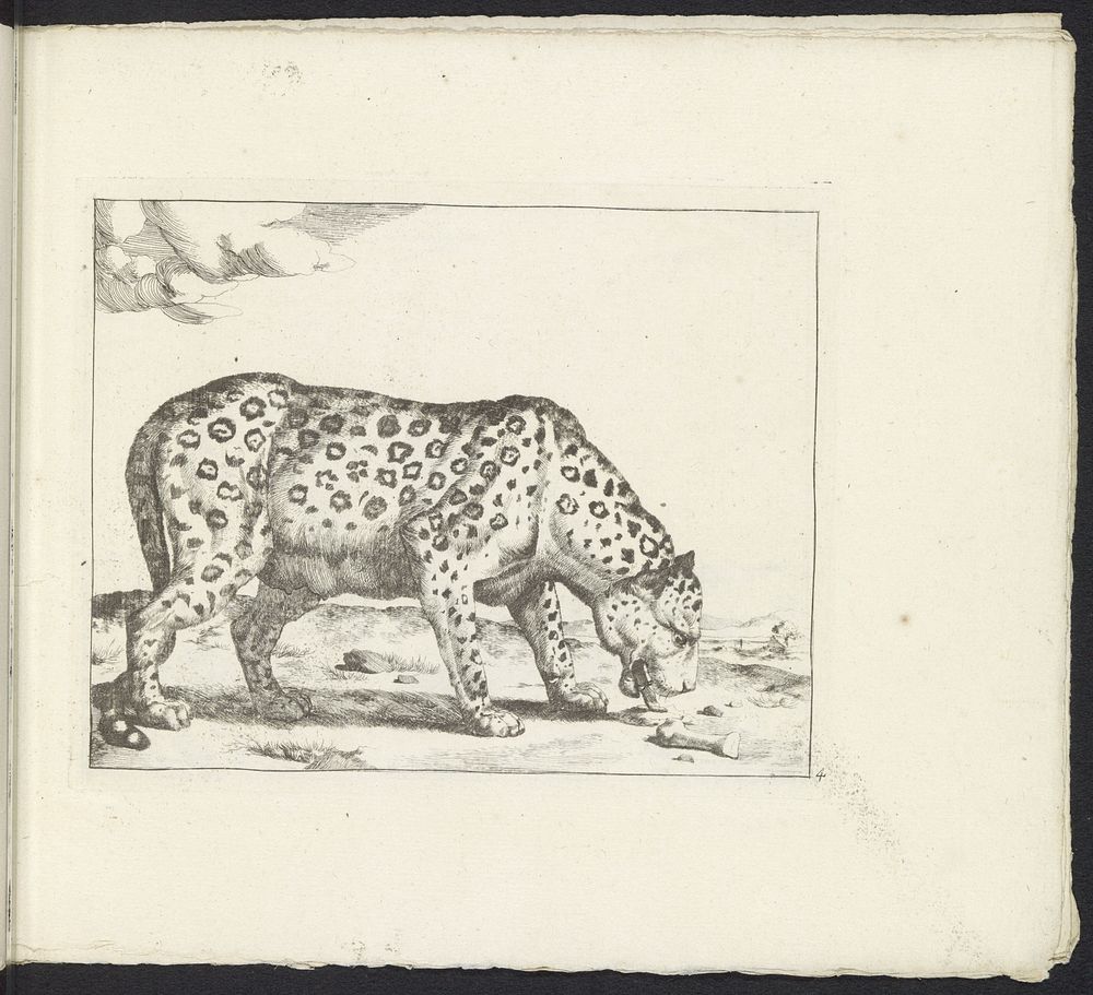 Etend luipaard, naar rechts (1657 - 1677) by Marcus de Bye, Paulus Potter and Nicolaes Visscher I