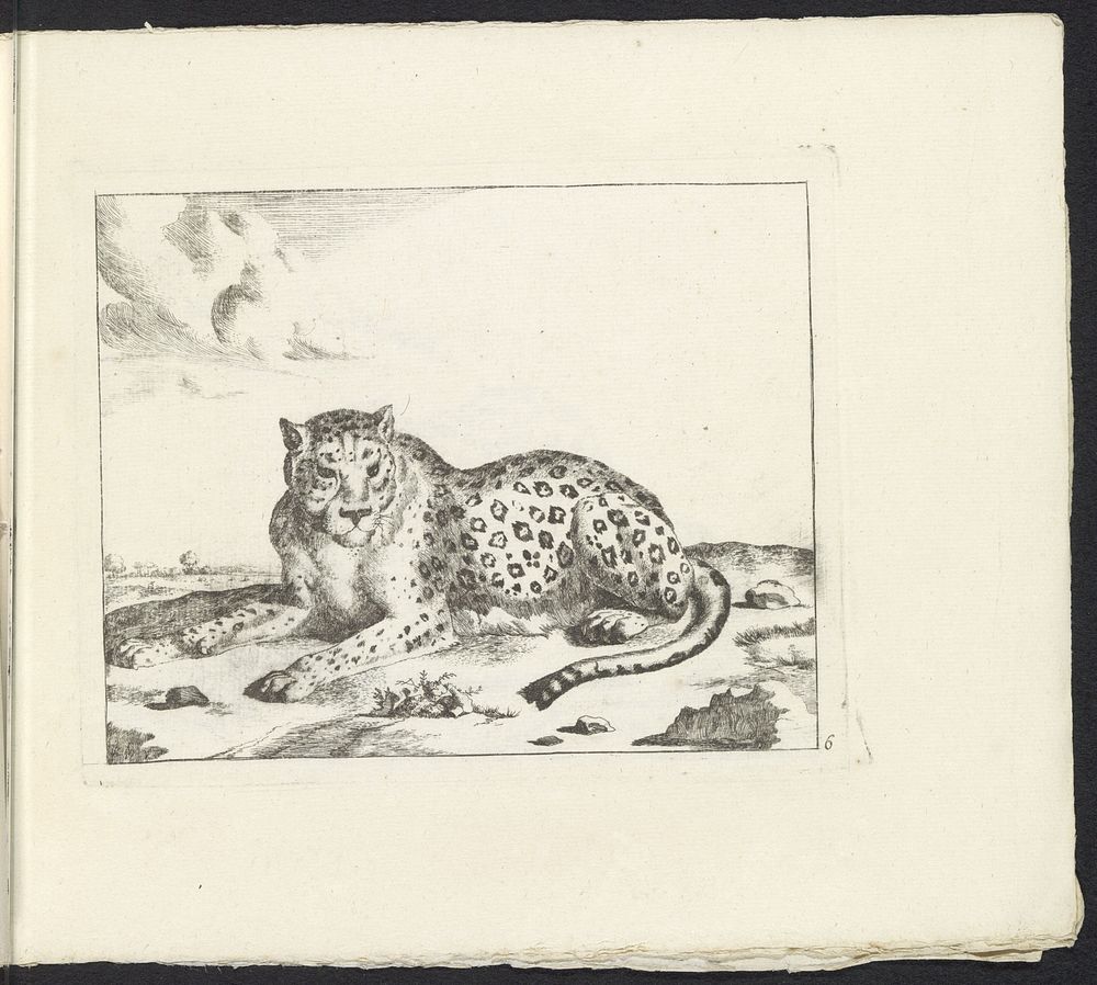 Liggend luipaard, naar links (1657 - 1677) by Marcus de Bye, Paulus Potter and Nicolaes Visscher I