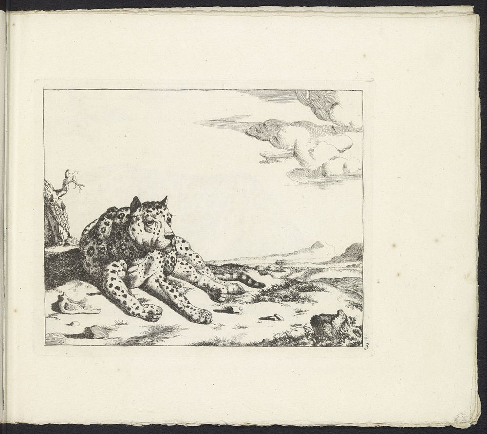 Liggend luipaard, van voren gezien, de poten naar rechts (1657 - 1677) by Marcus de Bye, Paulus Potter and Nicolaes Visscher…