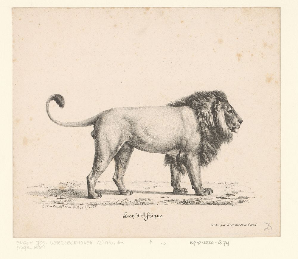 Afrikaanse leeuw (1825) by Eugène Verboeckhoven, Eugène Verboeckhoven and Franciscus Mattheus Jozef Kierdorff