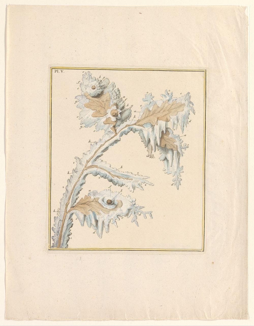 Bevroren eikenblad met slakken (1700 - 1799) by anonymous