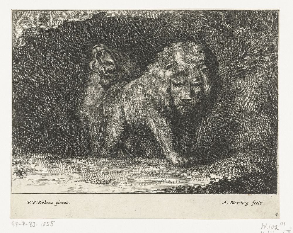Twee leeuwen bij de ingang van hun hol (1655 - 1690) by Abraham Bloteling, Peter Paul Rubens and Nicolaes Visscher I