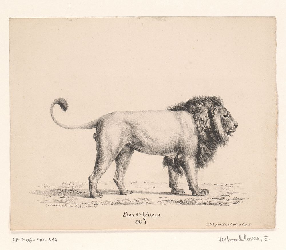 Afrikaanse leeuw (1825 - c. 1828) by Eugène Verboeckhoven, Eugène Verboeckhoven and Franciscus Mattheus Jozef Kierdorff