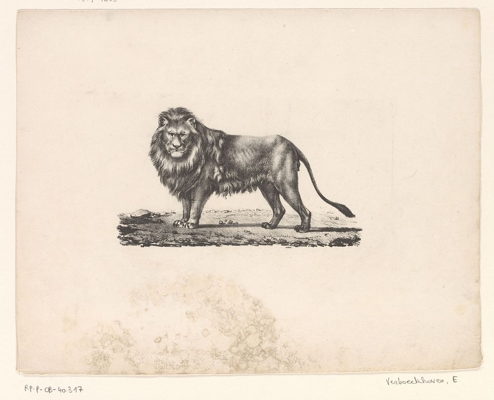 Leeuw (1825 - 1849) by Eugène Verboeckhoven and Eugène Verboeckhoven